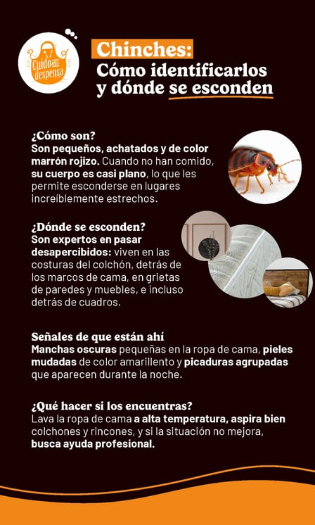 Infografía sobre cómo identificar chinches, dónde se esconden y qué señales pueden indicar su presencia en la habitación.