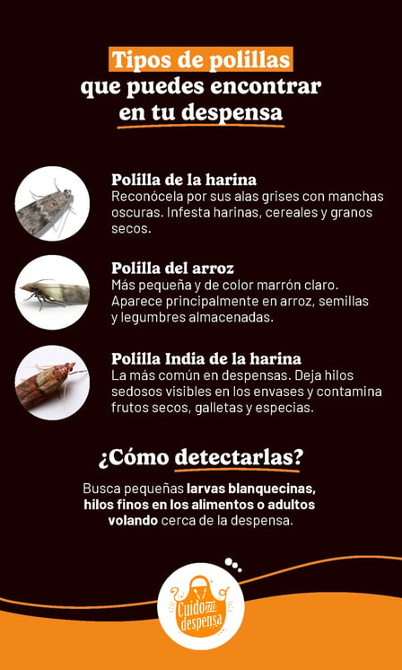 Infografía con tipos de polillas que pueden aparecer en la despensa y señales para detectarlas, como larvas, hilos finos en alimentos y adultos volando.