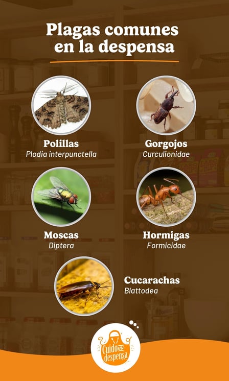 Recurso visual sobre plagas comunes en la despensa