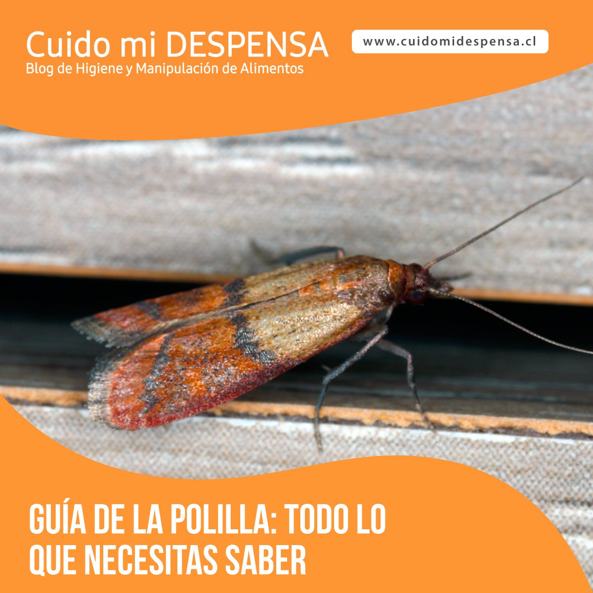 Guía de la polilla: todo lo que necesitas saber