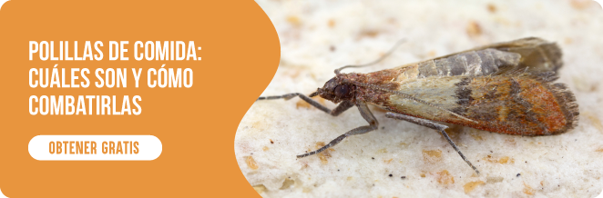 insectos muy pequeños