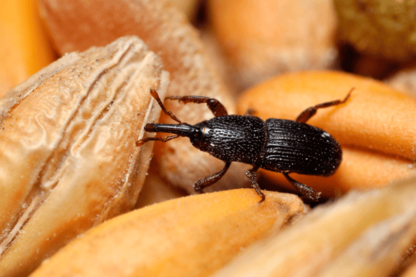 Gorgojo en granos almacenados, insecto asociado a infestaciones en arroz y cereales