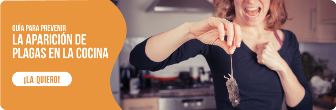 Guía para prevenir la aparición de plagas en la cocina