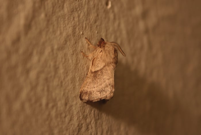 Larva de polilla