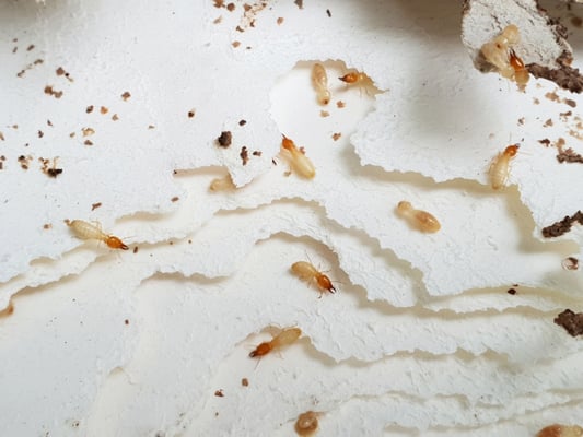 tipos de termitas
