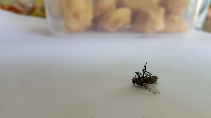 como ahuyentar las moscas