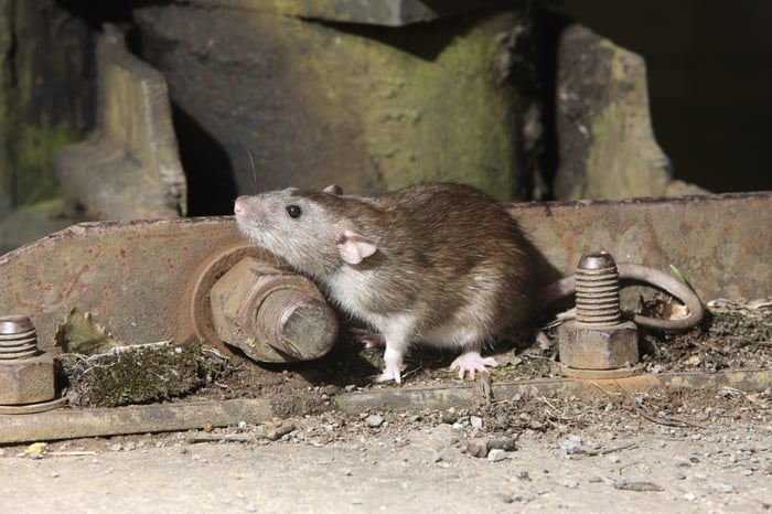 tipos de ratones en chile