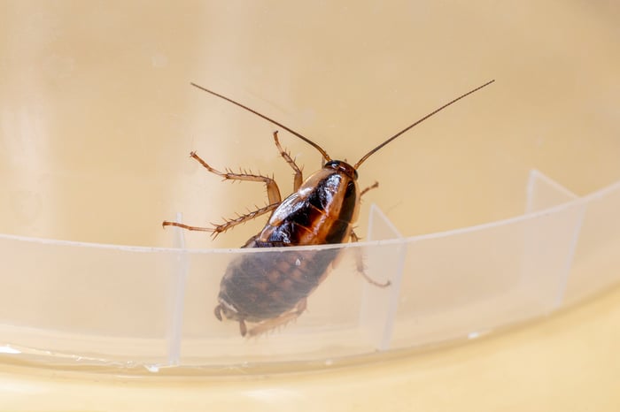 tipos de cucarachas en chile