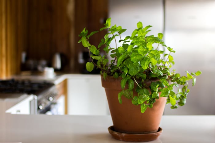 plantas en la cocina