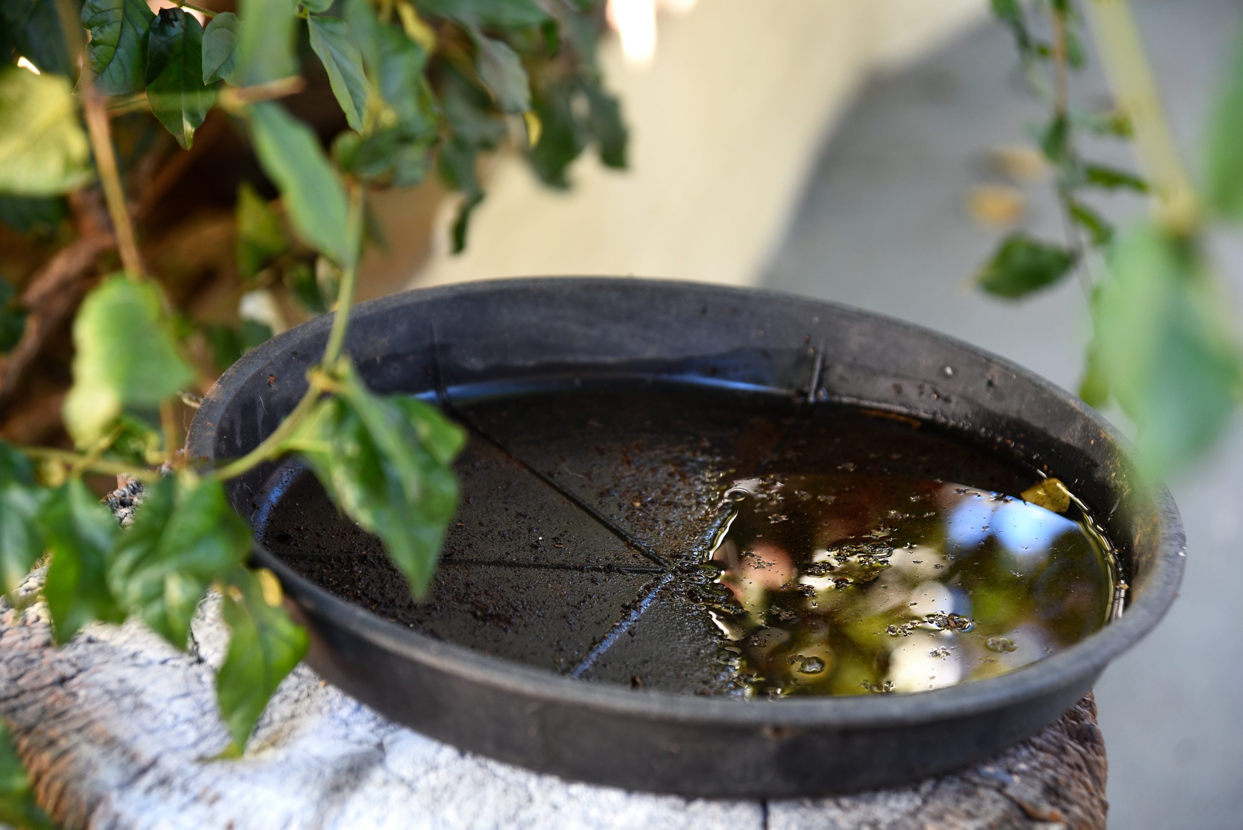 7 remedios caseros para ahuyentar y eliminar las moscas de tu casa