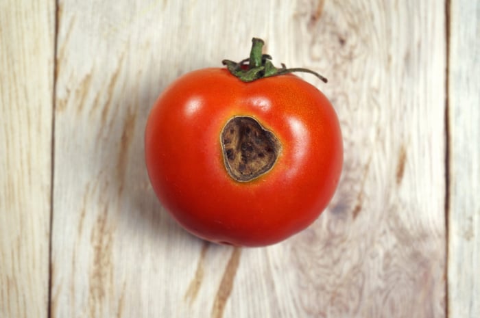 polilla del tomate