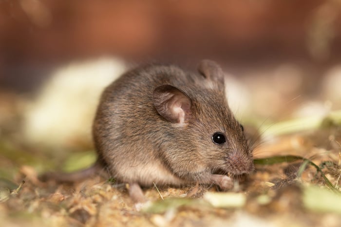 Tipos de ratones en Chile que acechan tu despensa