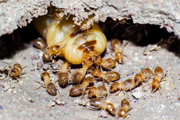 Cuántos tipos de termitas existen actualmente en Chile?