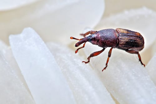 foto de cerca de un pequeño gorgojo sobre un grano de arroz