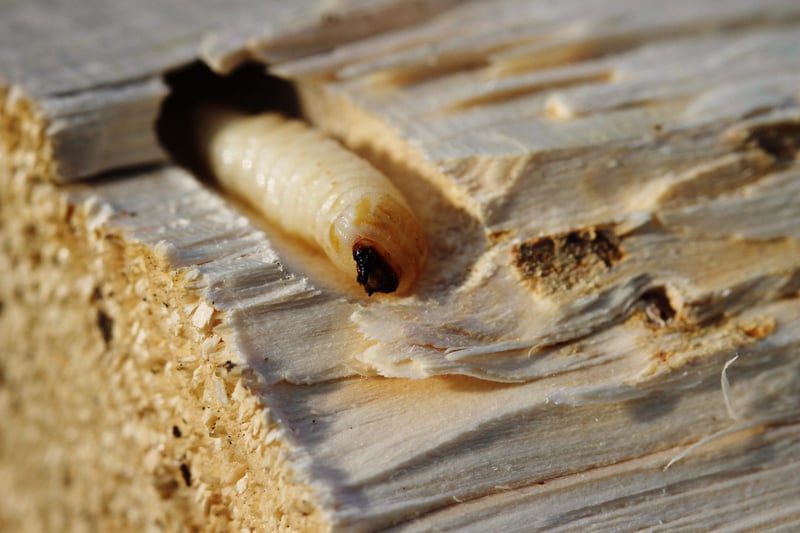 corte largo comer Reproducir Carcoma de la madera: bichos que se comen tu despensa 