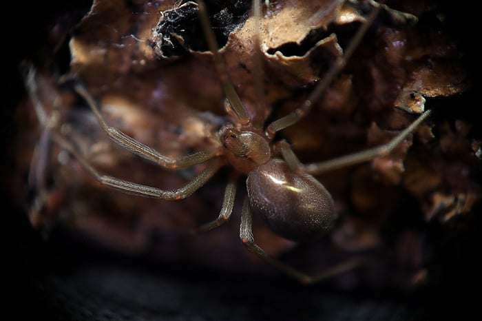 como reconocer a una araña de rincon