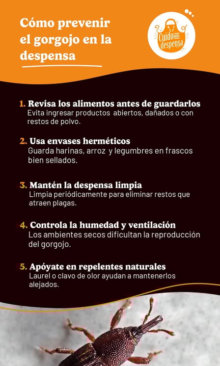 Infografía sobre cómo prevenir el gorgojo en la despensa con consejos para revisar alimentos, usar envases herméticos y mantener la limpieza