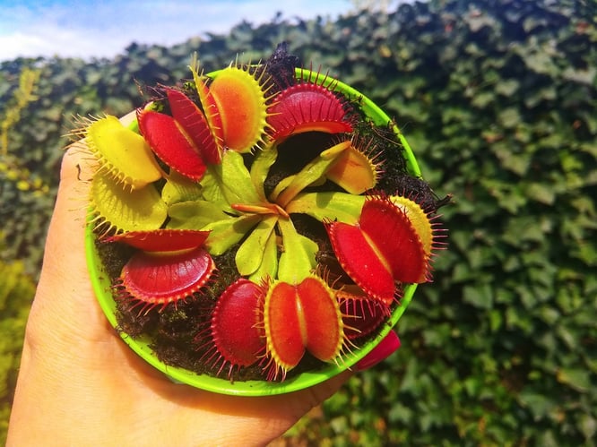 planta_carnivora_venus_flytrampa 