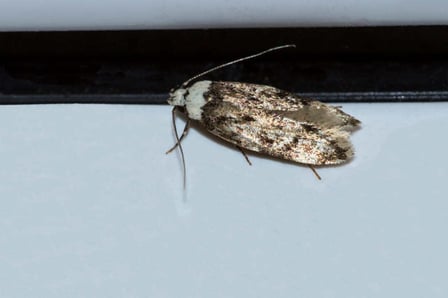 polilla doméstica endrosis sarcitrella