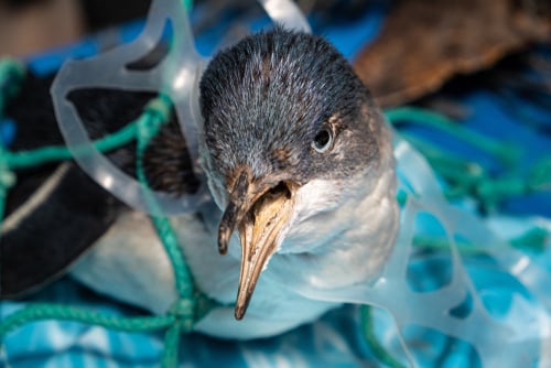 équeño pinguino enredado en plástico producto de la basura en la playa