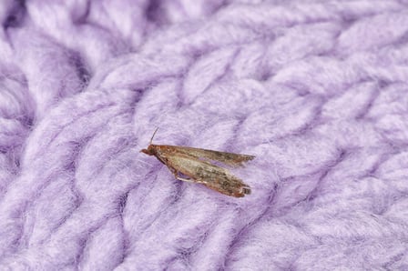 polilla de la ropa tineola bisselliella