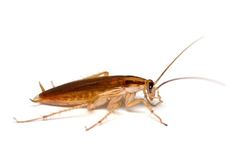 tipos de cucaracha: cucaracha germánica sobre fondo blanco