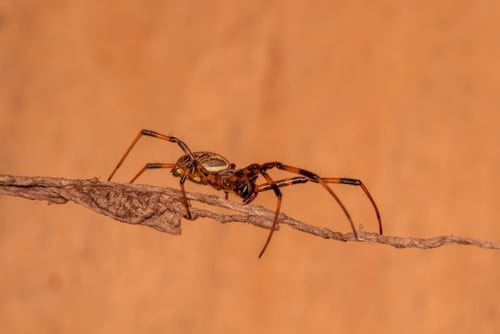 Tipos de arañas de casa: araña tigre