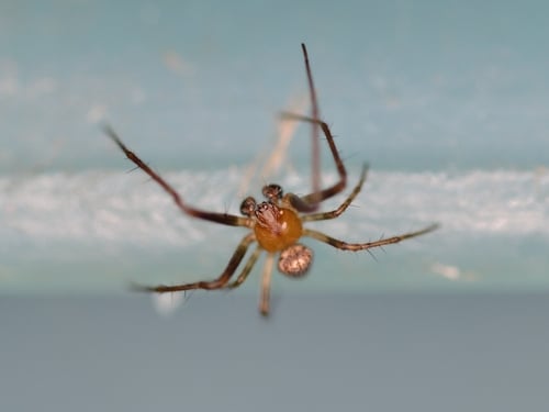 tipos de arañas de casa: araña de rincón