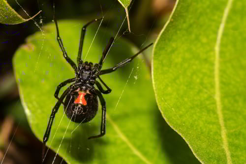 tipos de arañas de casa: viuda negra