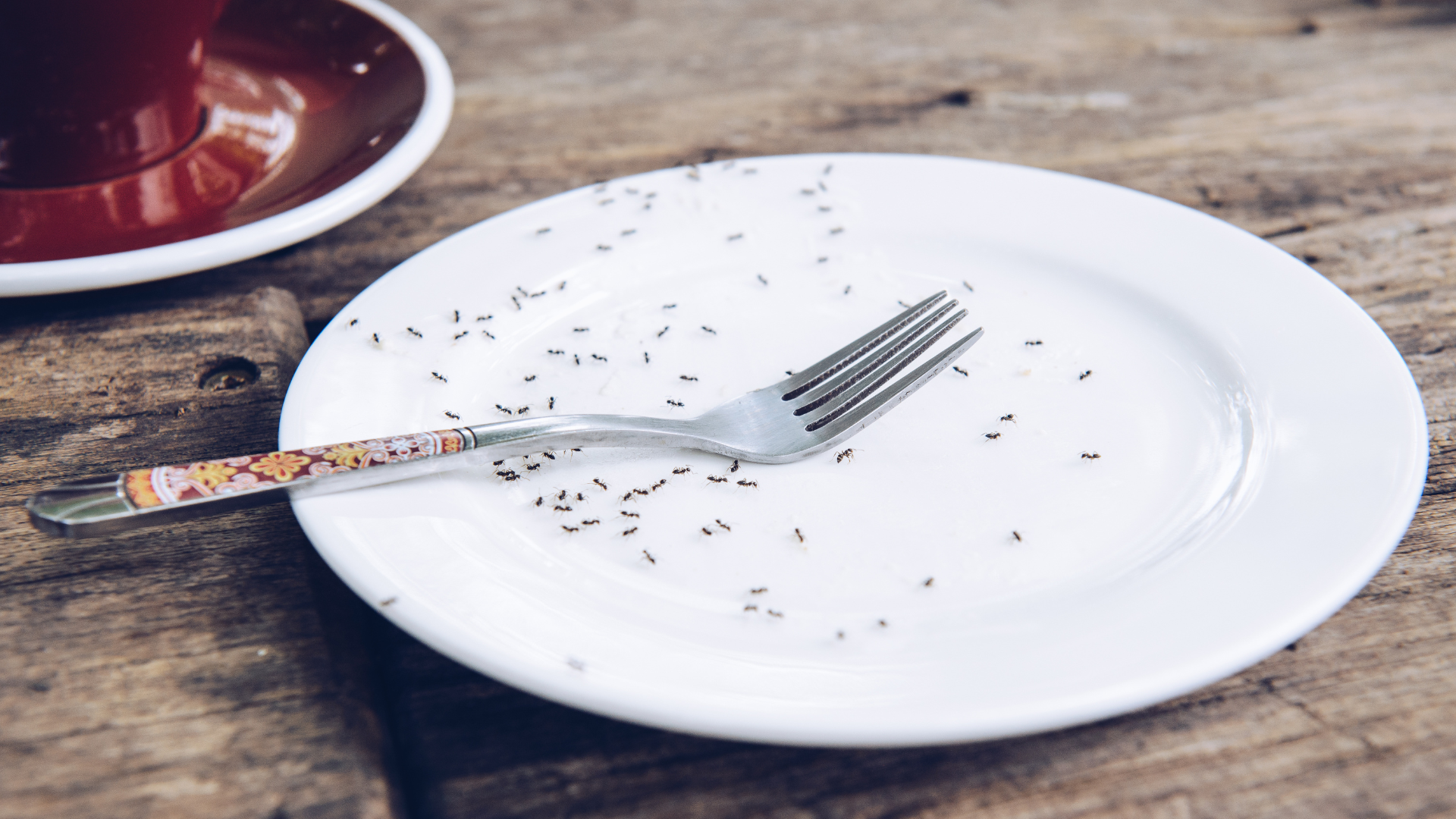 insectos que no queremos en la cocina