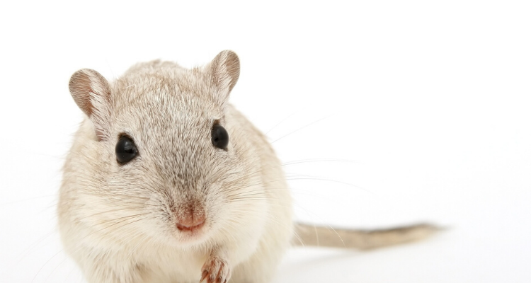 imagen de un ratón blanco inofensivo en primer plano