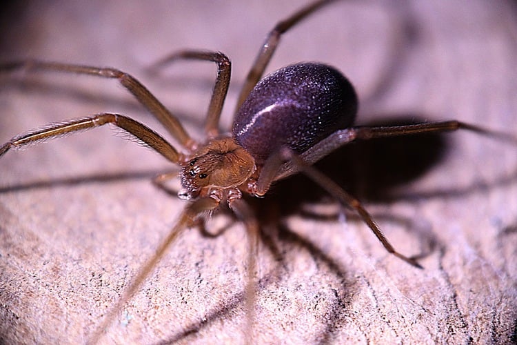 eliminar a la araña de rincón? Mi Despensa