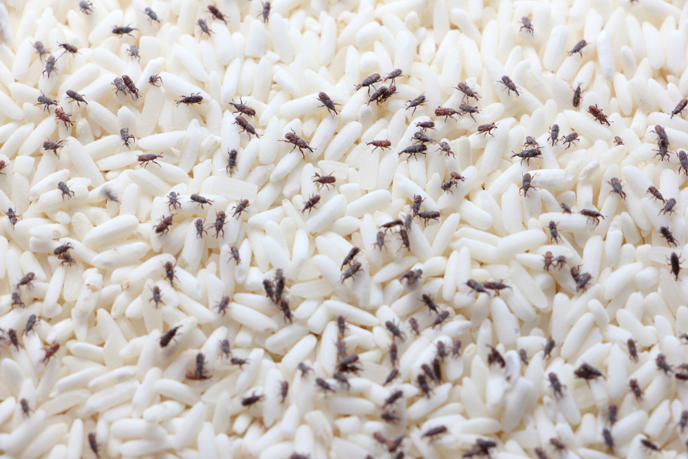 muchos gorgojos sobre granos de arroz almacenados en la despensa