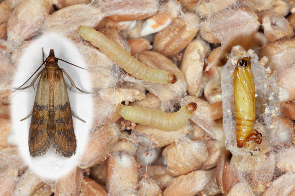 Polilla de la despensa en su fase de gusano, pupa y adulta sobre fondo de granos de alimentos
