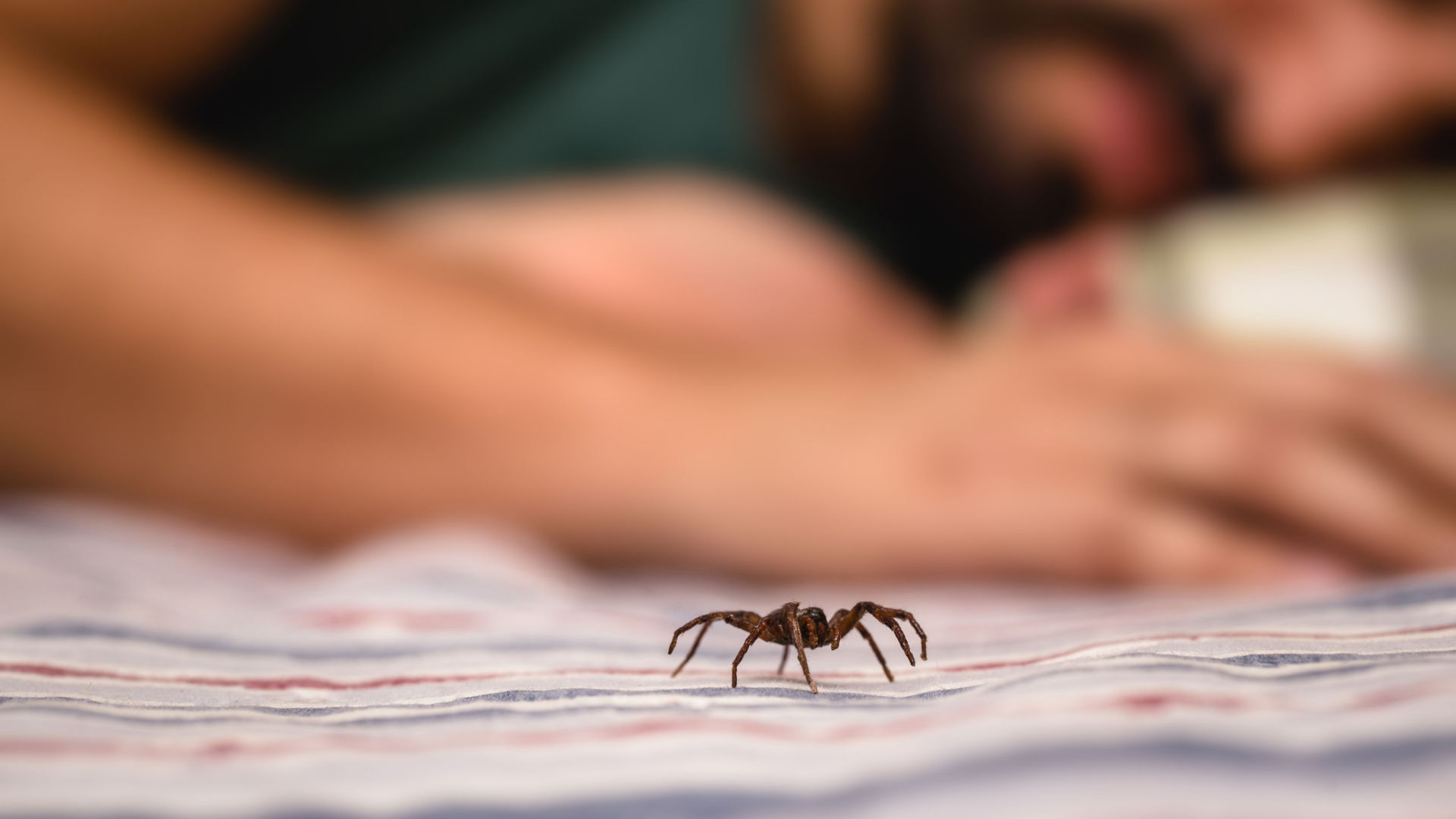 cómo reconocer una araña de rincón 