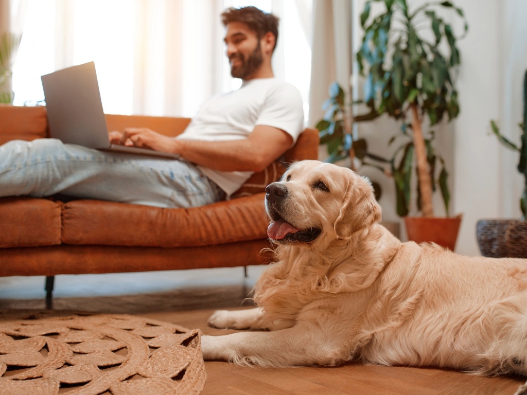 Cómo eliminar pulgas de la casa: perro acostado en el suelo de una sala junto a un hombre en sofá usando un computador portátil.