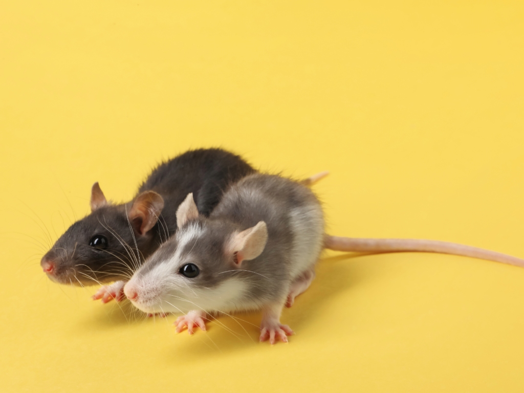 Dos ratas sobre fondo amarillo, una gris y otra blanca con gris, mirando hacia el frente