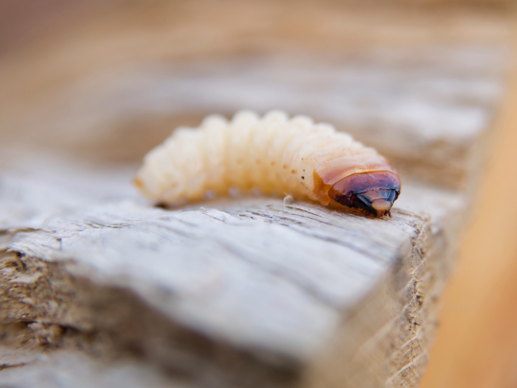 Larva blanca sobre una superficie de madera, similar a los gusanos blancos que pueden aparecer en la cocina.