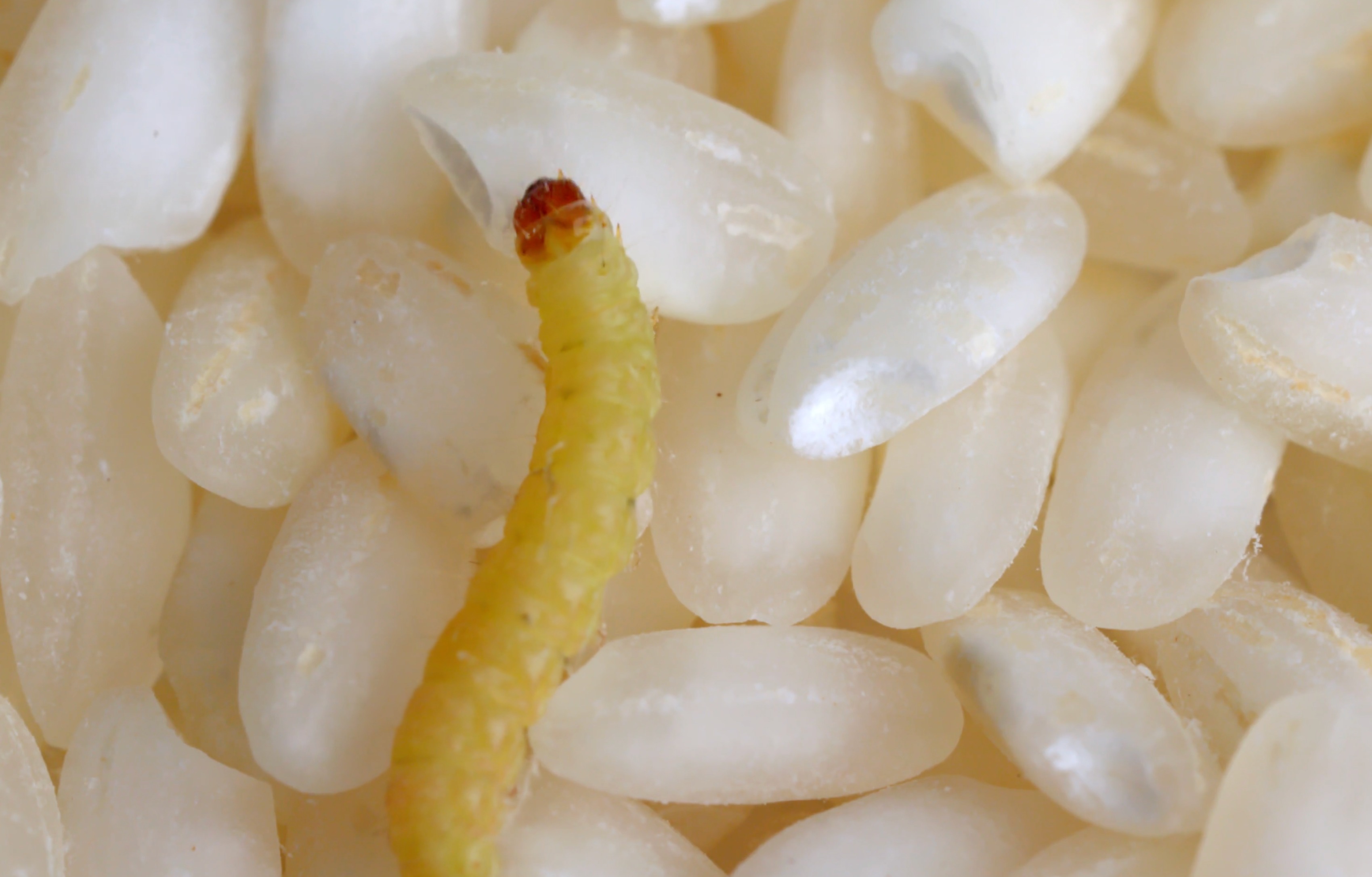 Larva sobre granos de arroz como ejemplo de tipos de larvas en casa