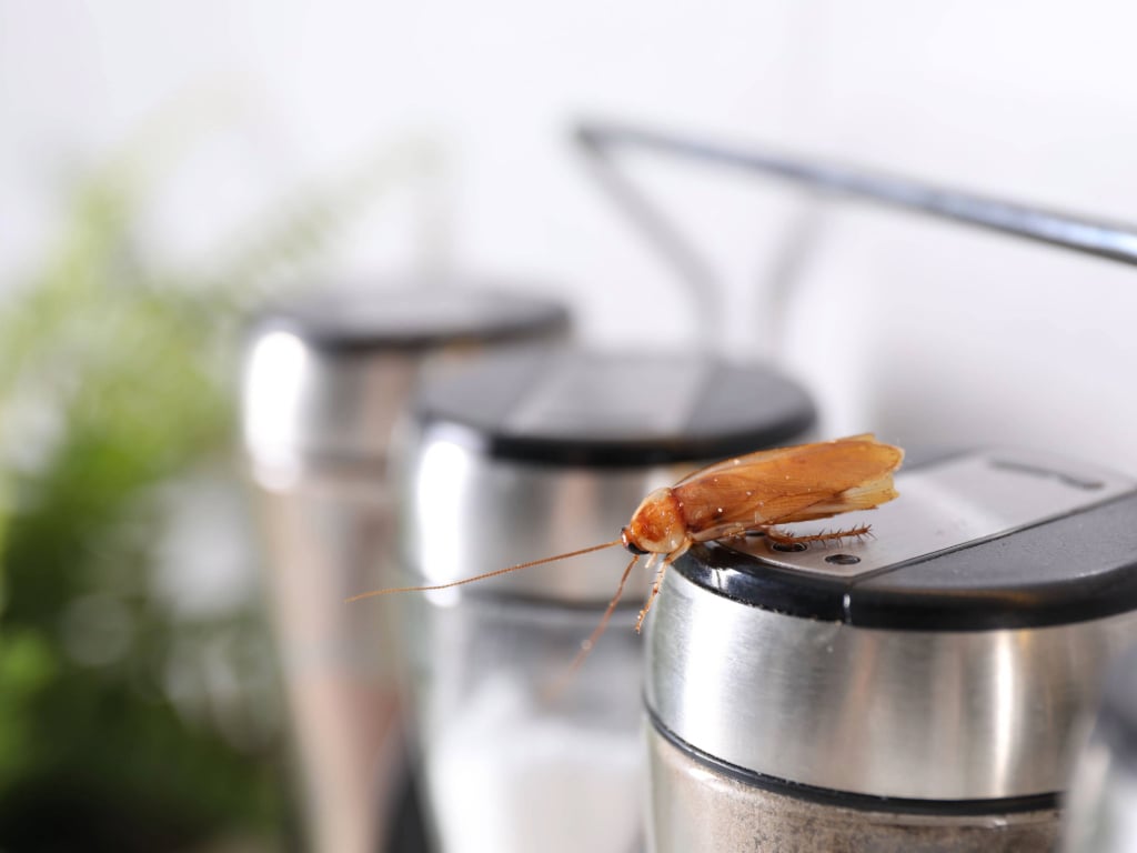 Imagen que ejemplifica cómo eliminar cucarachas de la cocina