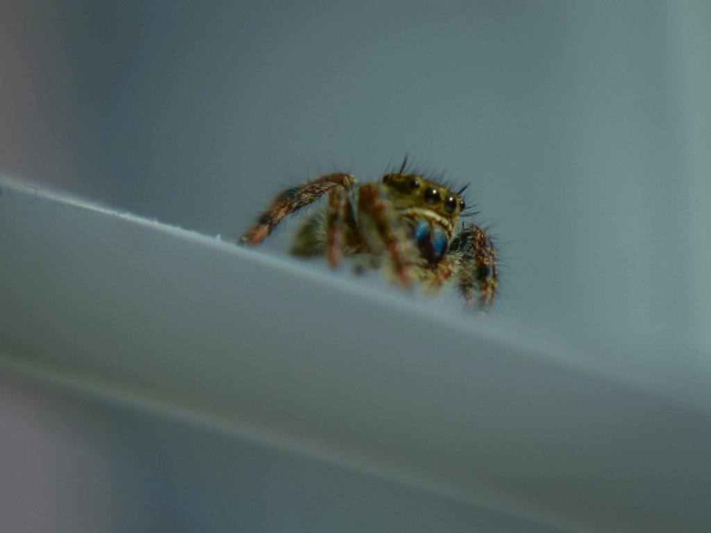 Araña pequeña en interior del hogar, ejemplo de como eliminar las arañas de la casa de forma efectiva