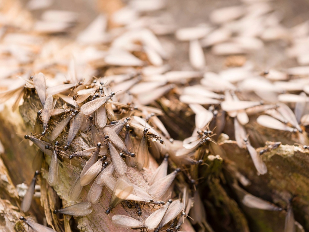 Grupo de termitas voladoras sobre madera, ejemplo de como eliminar las termitas voladoras en el hogar