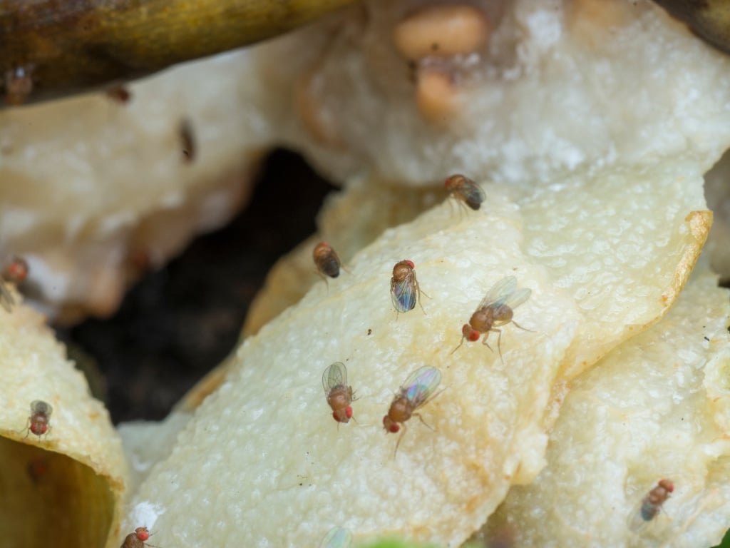 mosquitos de la fruta sobre una fruta