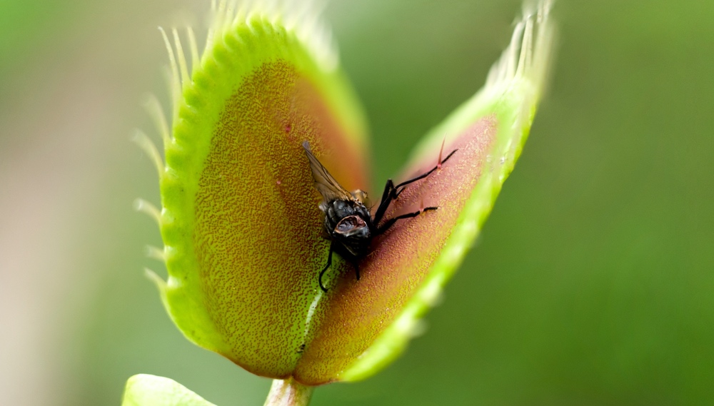 mosca atrapada por una planta carnívora
