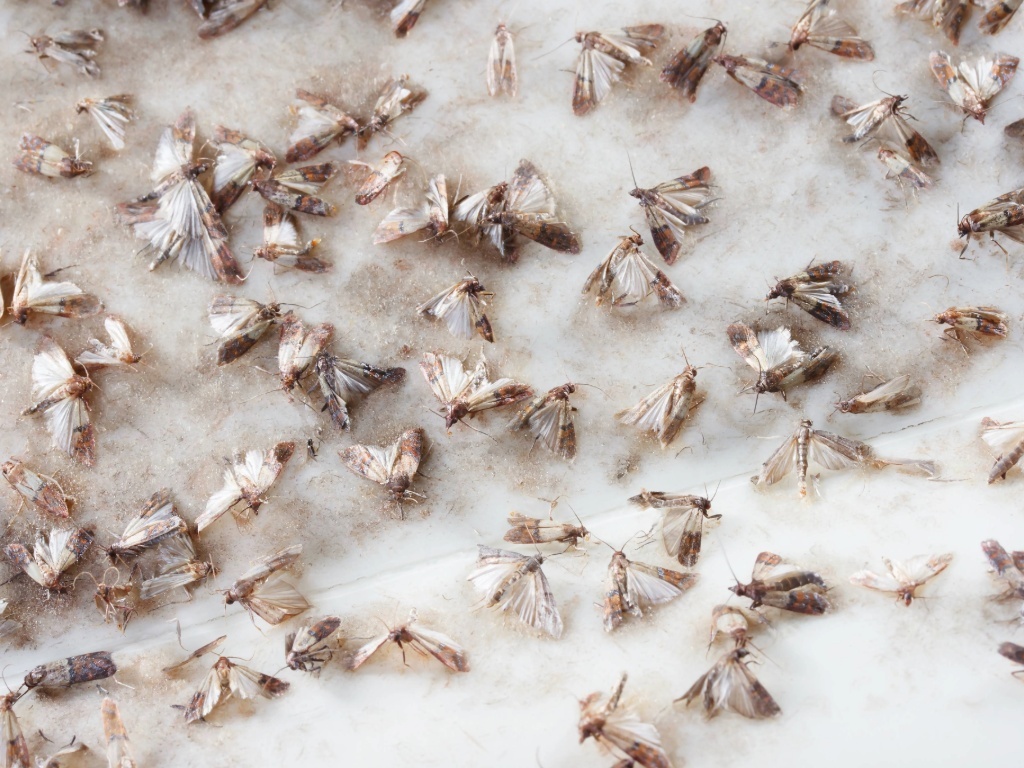 Polillas y huevos de polilla agrupados en una superficie de alimentos secos.