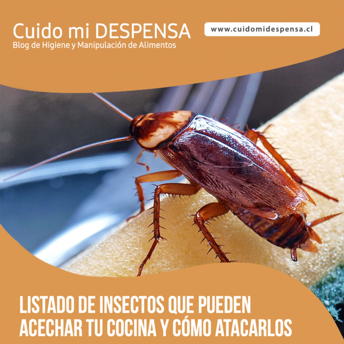 insectooo