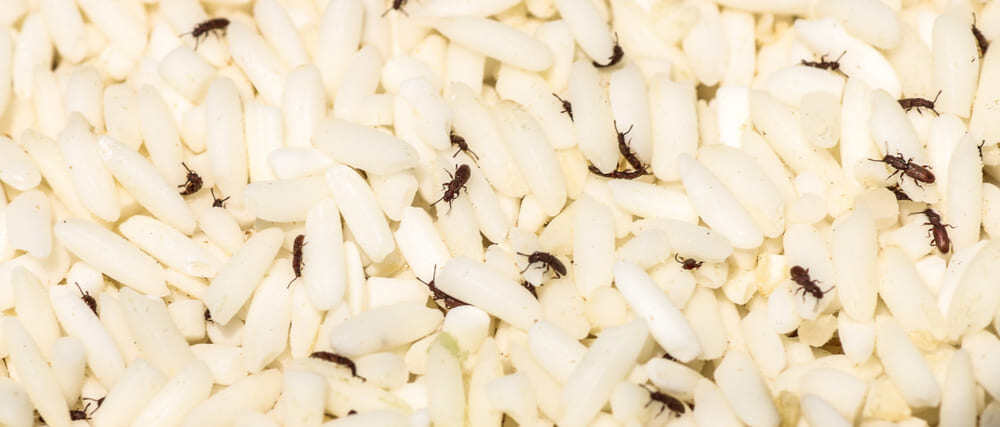 Primer plano de gorgojos adultos del arroz sobre granos de arroz.