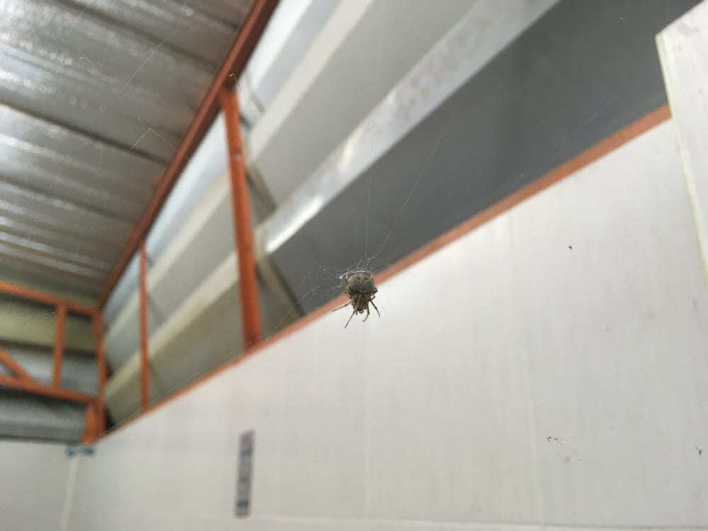 araña de humedad  en interior de casa