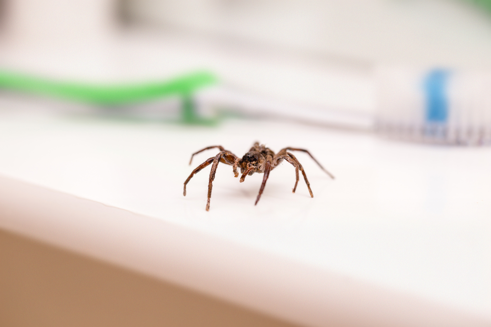 Conoce los 4 tipos de araña de casa que puedes encontrar