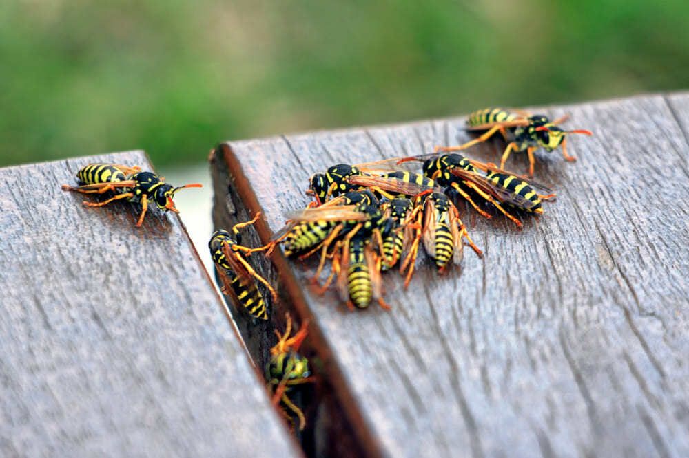 grupo de chaquetas amarillas sobre una mesa de picnic de madera. enfoque macro. 
